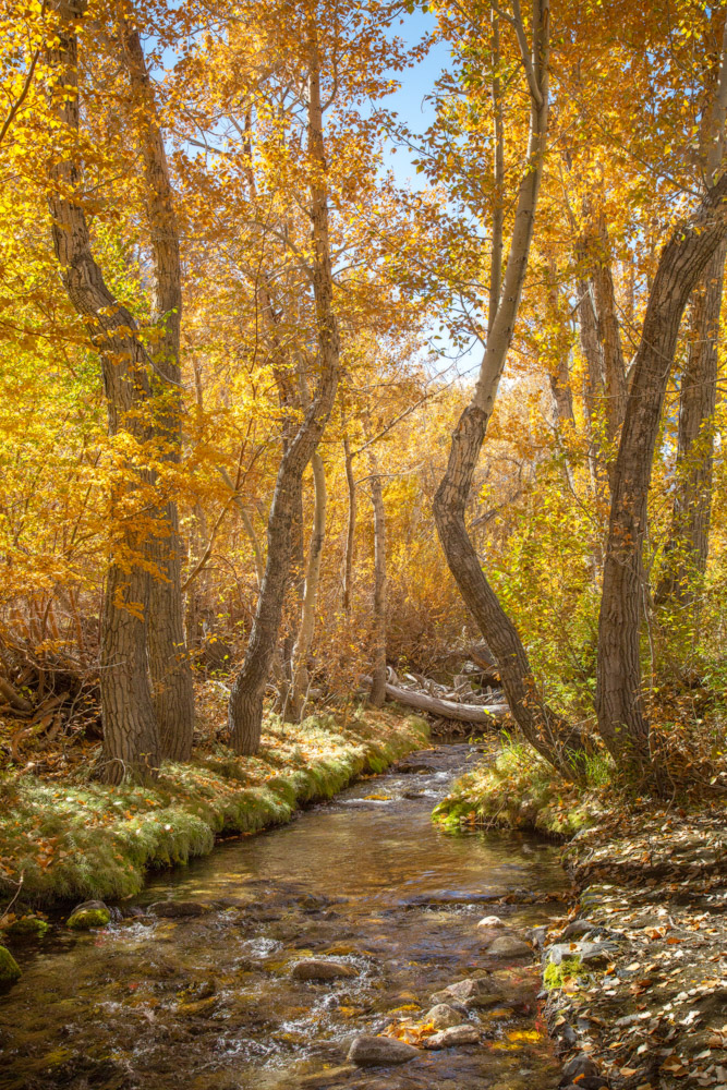 Colors of Fall ~ Along McGee Creek in the Eastern Sierras.