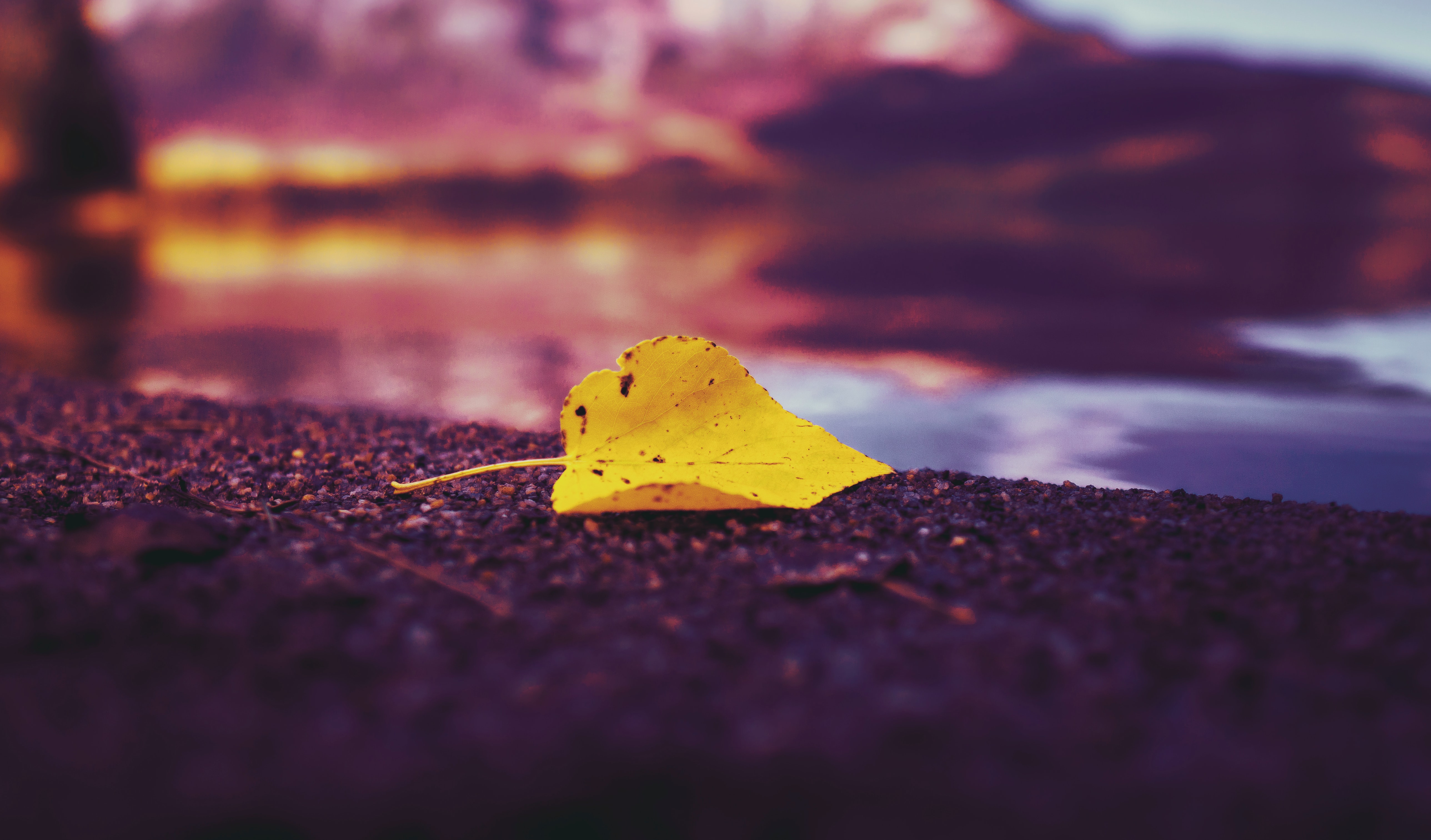 Single Yellow Leaf with lake in background