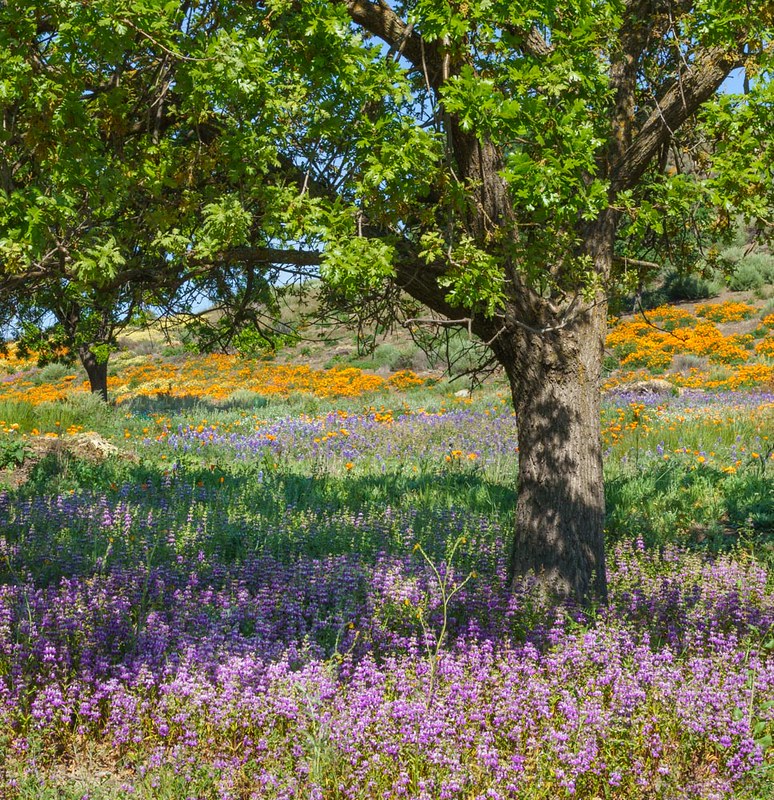 Tree with purple and orange wildflowers and grass