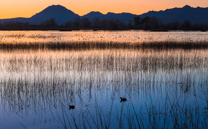Birds on lake with mountains in background
