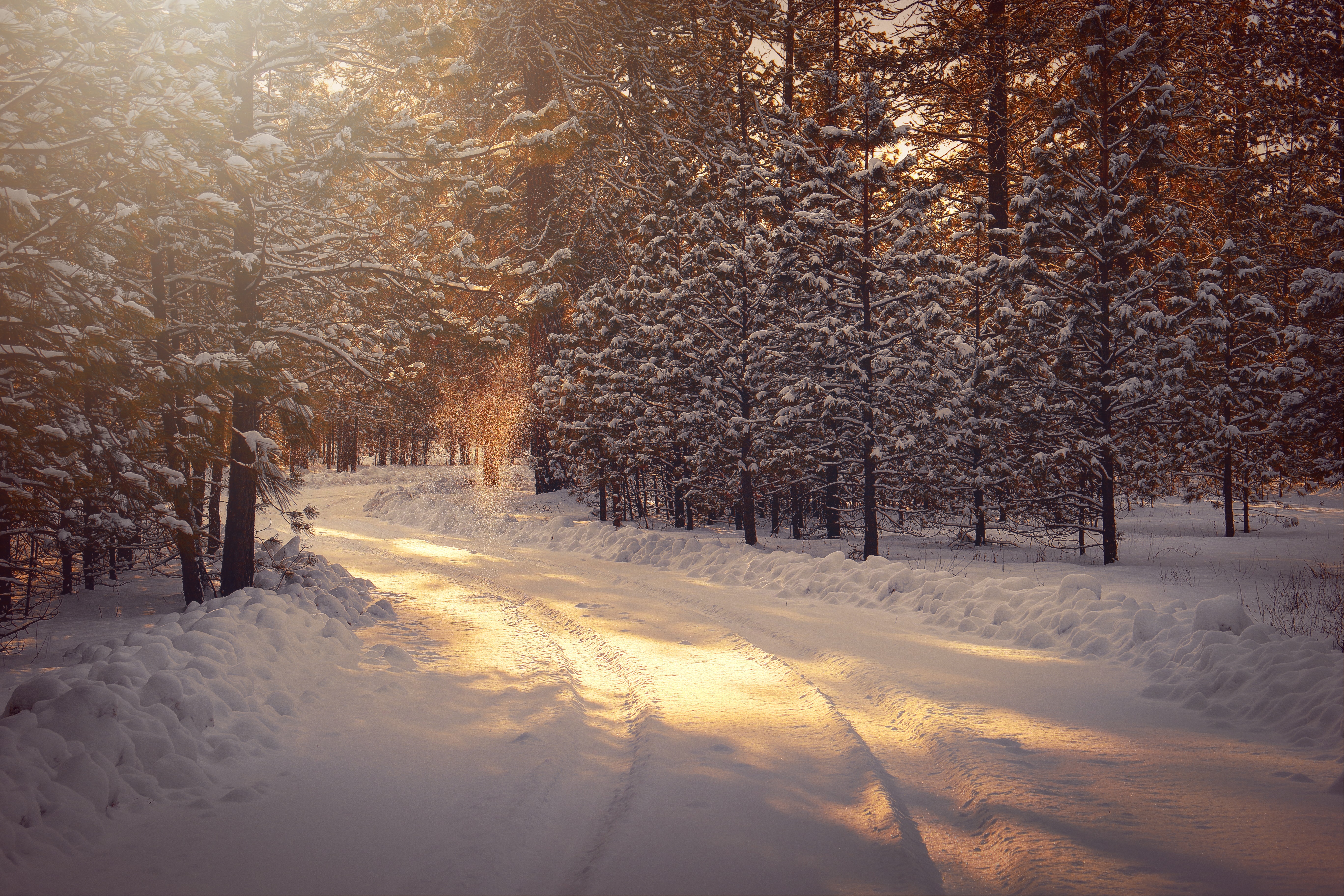Winter snowy path with pine trees and sunlight shining through