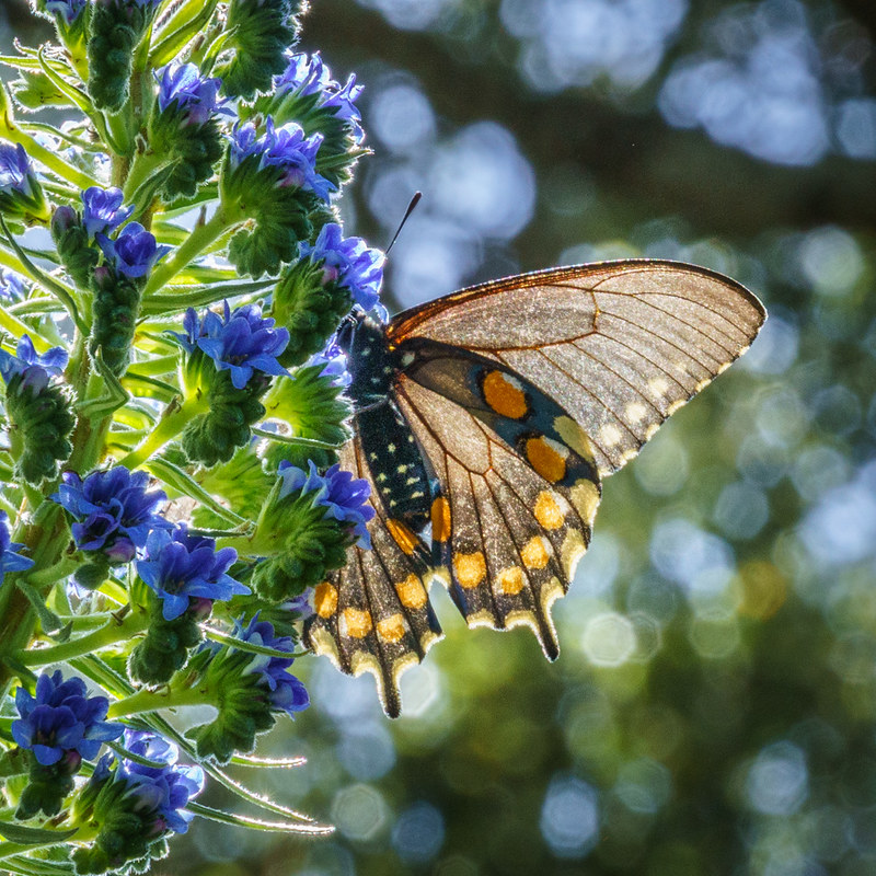 A pipevine swallotail butterfly b akclit by the sun feeding on an Echium flower
