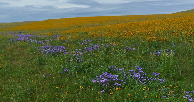 Spring fields of wildflowers