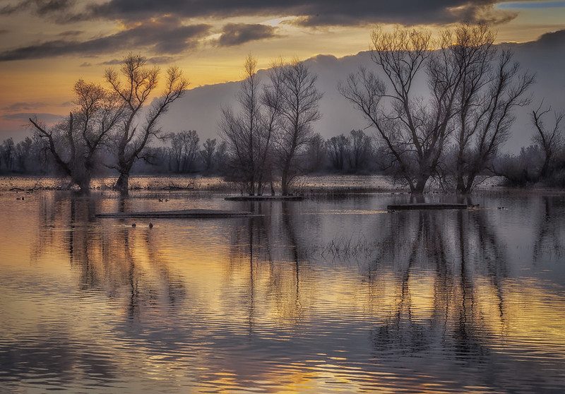 Landscape of water and bare trees