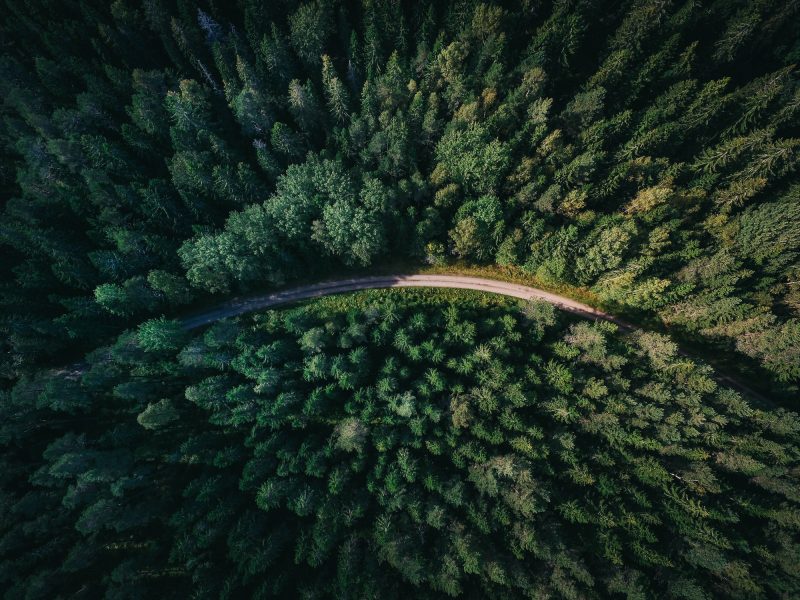 Forest with path