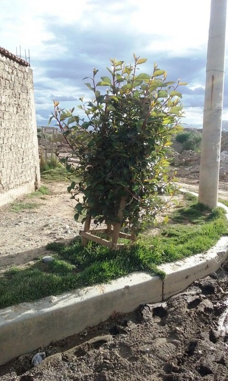 Tree in Altiplano Bolivia