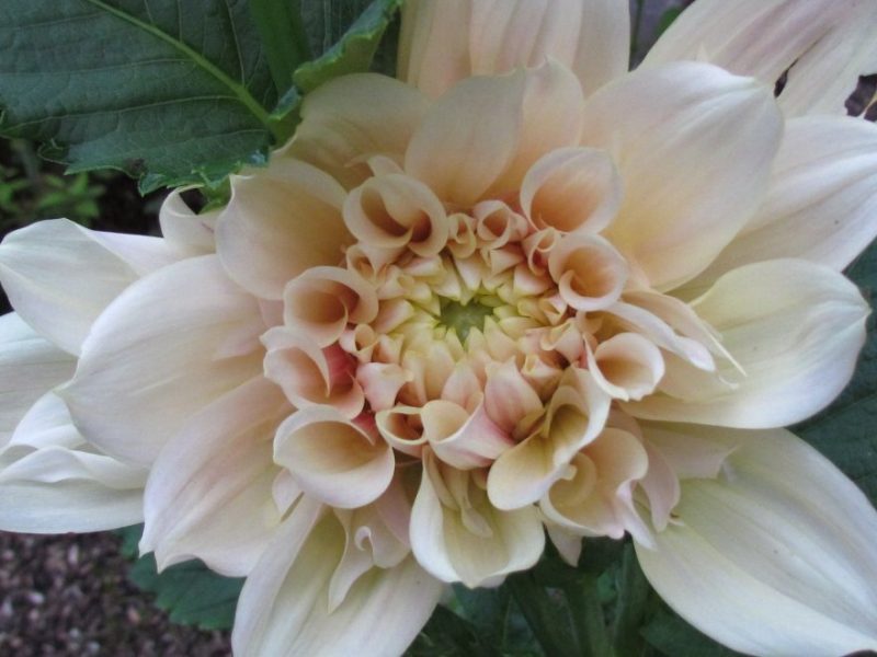 Light Pink Dahlia