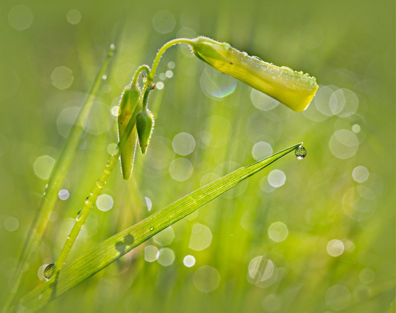 Bright green spring flower about to blossom with dew