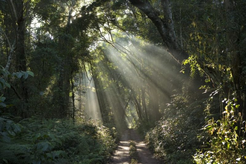 Photo of light shining in forest