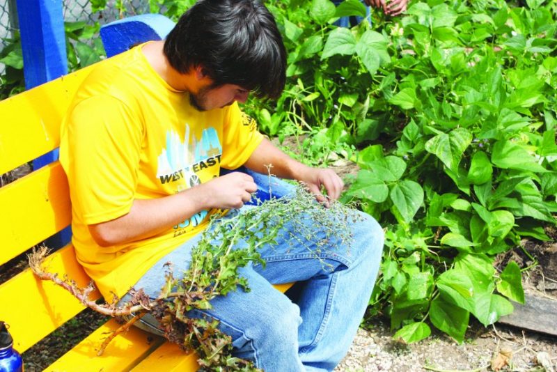 A NSNP Youth Saves Seed from Cilantro Plants