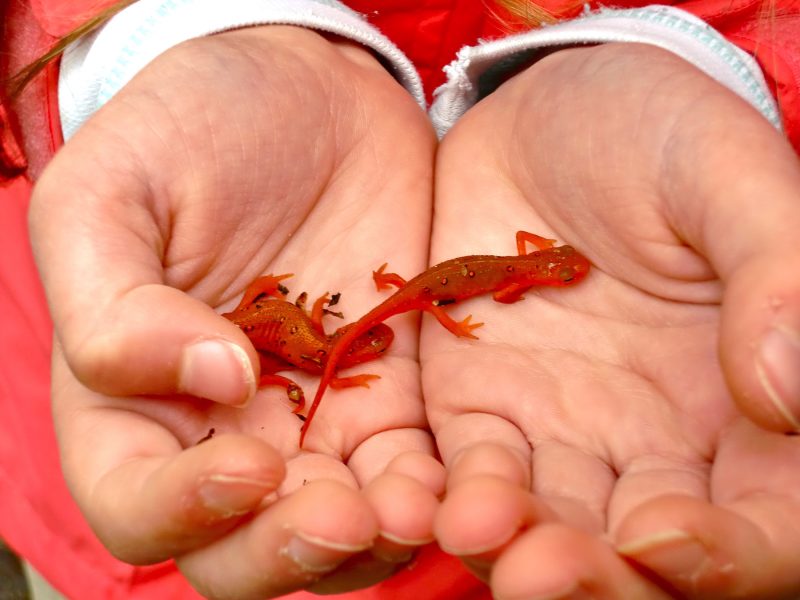 Little newt in two hands