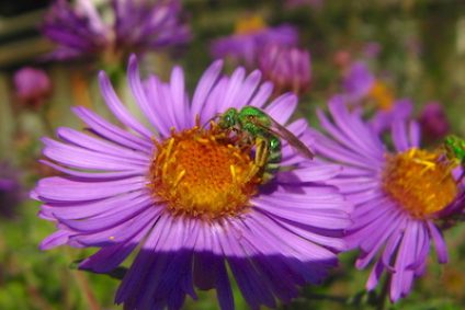 Green sweat bee on New England aster. Photo by Dave Crawford