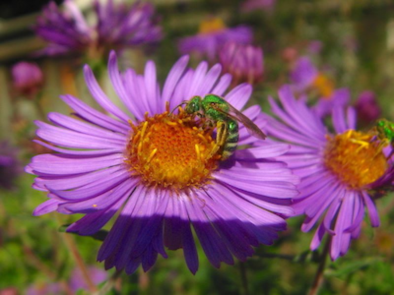 Green sweat bee on New England aster. Photo by Dave Crawford