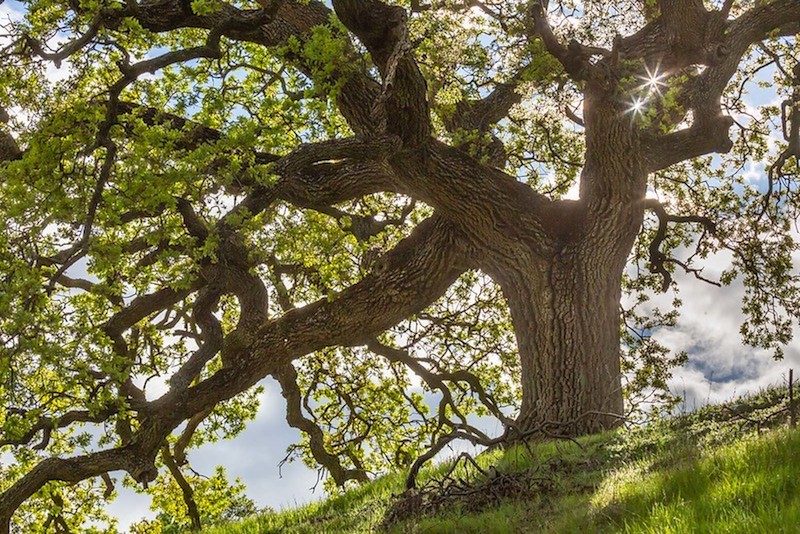 Photo of Live Oak Tree with green grass