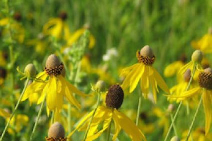 Yellow Prairie Flower in field