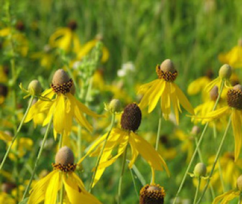 Yellow Prairie Flower in field