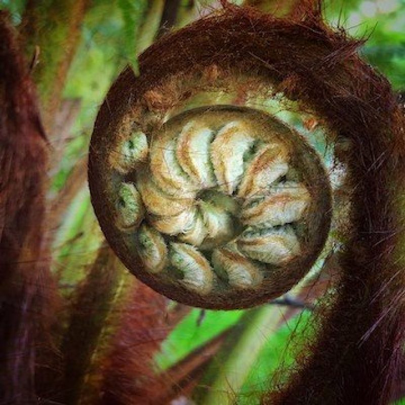 Unfurling fern photograph