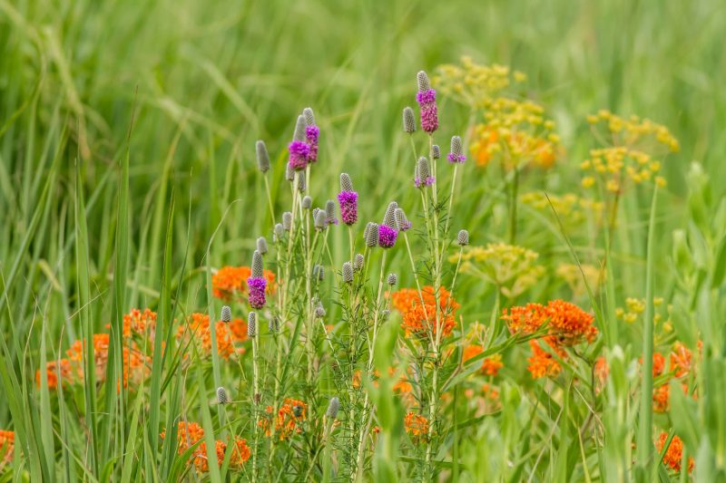 The colorful diversity of plant species is preserved in the restored, Schulenberg Prairie, at the Morton Arboertum.