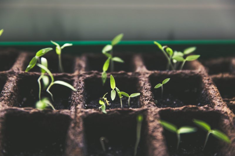 Seeds sprouting in rows