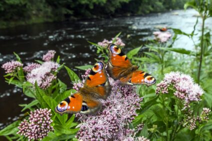 Butterflies on flowers and grasses with water in background