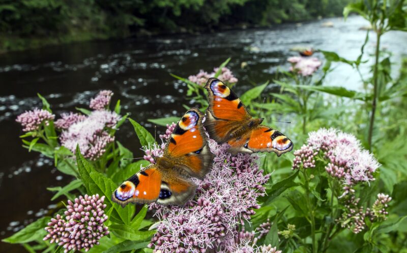 Butterflies on flowers and grasses with water in background
