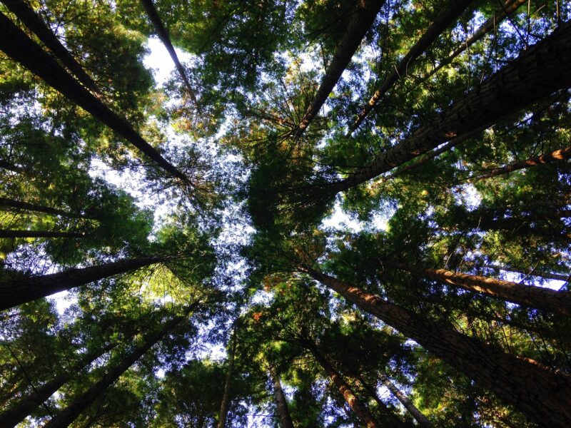 Looking up at many trees with blue sky peeking through