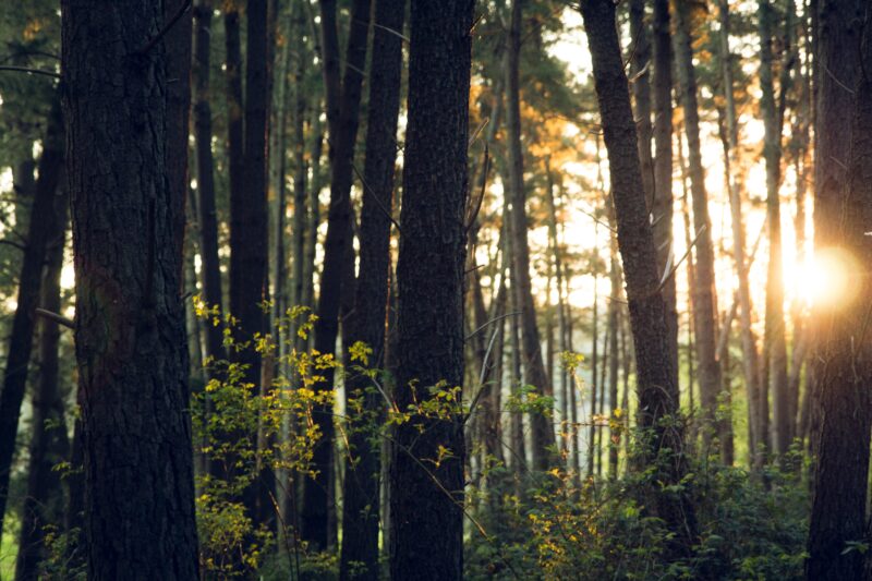 Trees in forest with light shining through