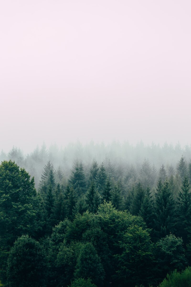 Green treetops with misty background