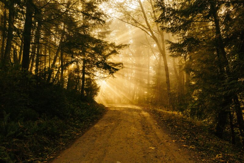 Mountain path with trees