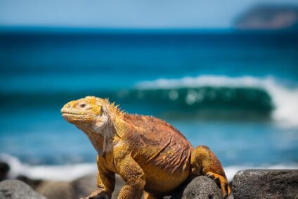 Yellow iguana on rocks in front of the turquoise ocean