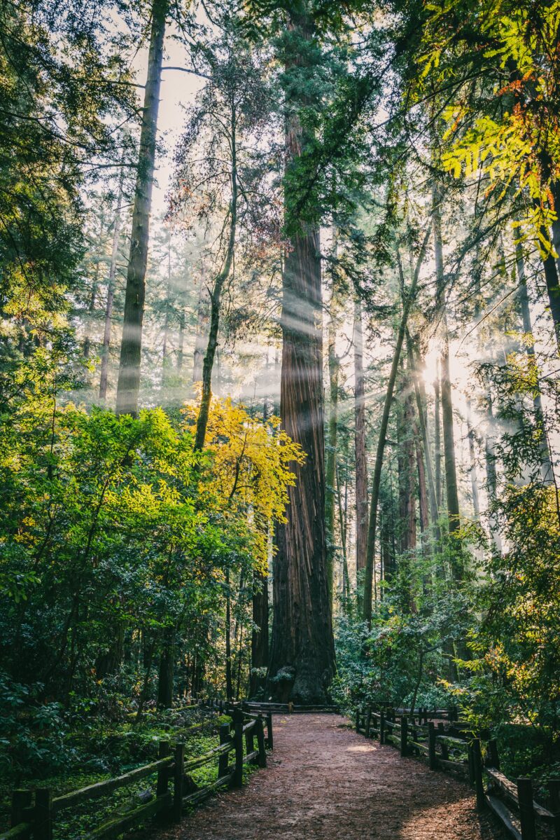 Roaring Camp, Big Trees and Pacific Railroad Station, north big trees Park Road, Felton, CA, USA