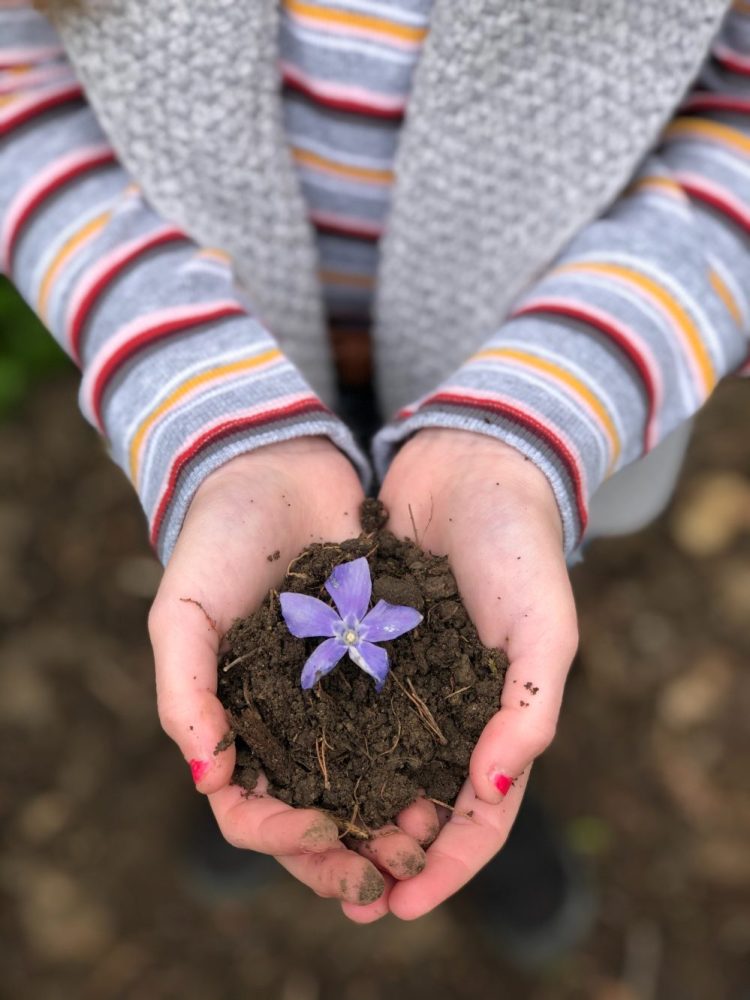 Person's hands holding soil and a purple flower