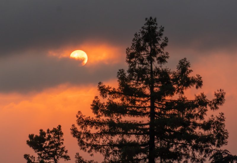 Large profile of tree in foreground with sun in background obscured by clouds and reddish sky