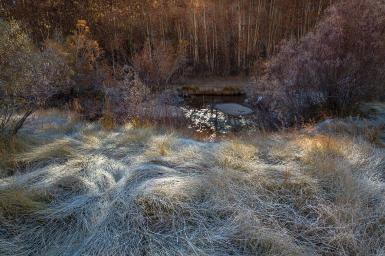 A frosty Sierra morning, about 10,000' elevation. Fall has arrived in the mountains,with its sweet morning light.