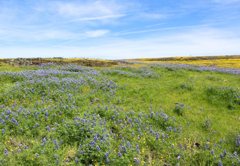 Nature preserve with green grass, purple flowers, and blue sky in the background with a few wispy clouds