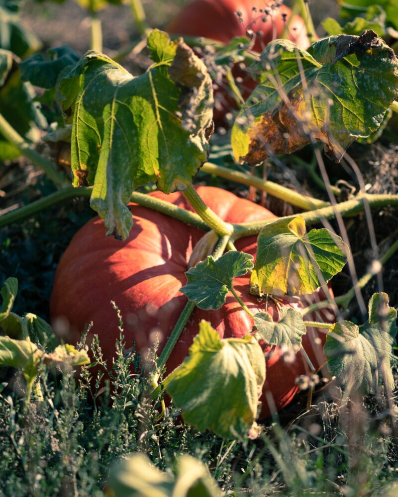 Pumpkin on vine