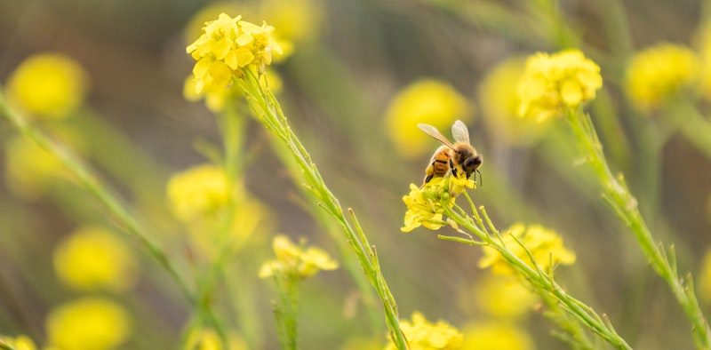 Bee on yellow flowers