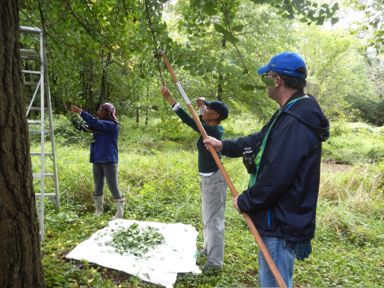 Community residents, including author Pamela Boyce Simms, harvest ginko at Taylor Memorial Arboretum of Widener University, a coalition partner.