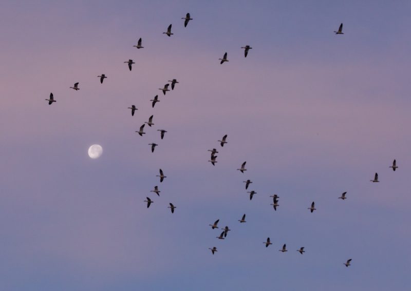 Flock of birds flying in front of moon and light purple sky