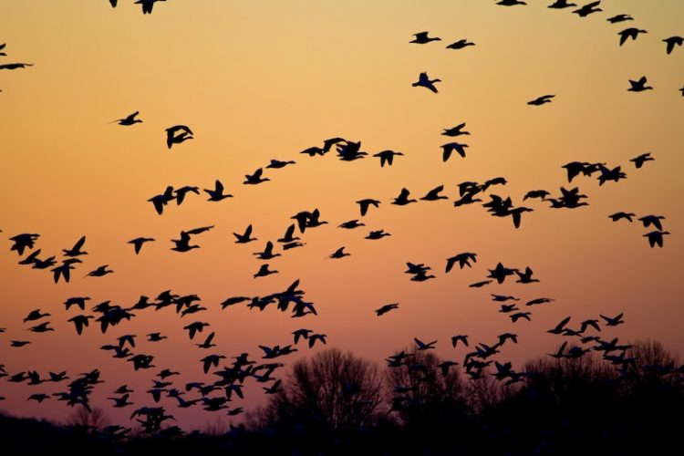 Birds flock at dusk