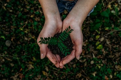 Two hands holding small fern