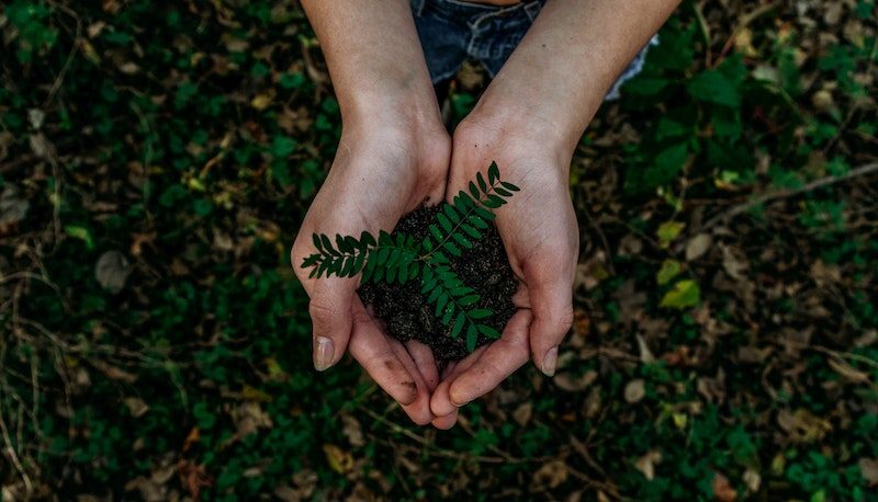 Two hands holding small fern