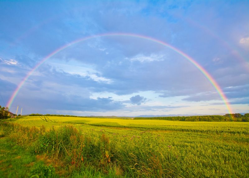 Rainbow in green field with blue sky