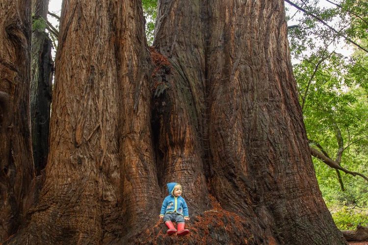 Blond child in blue shirt, hat and red pants sits at base of huge redwood