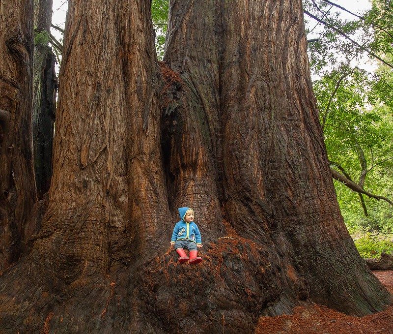Blond child in blue shirt, hat and red pants sits at base of huge redwood