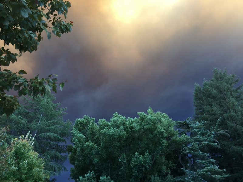 Smoky purple skies behind green trees