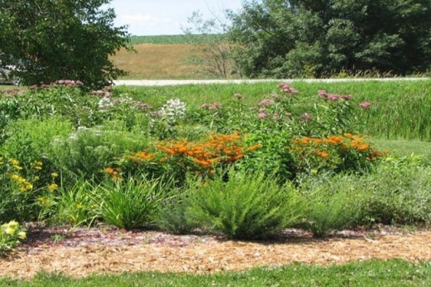 Green pollinator garden