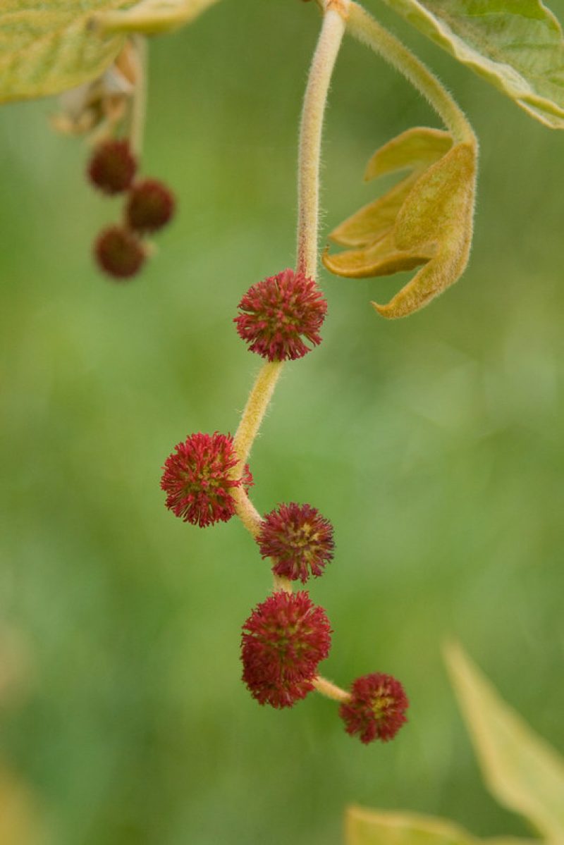 Red sycamore buds with green background