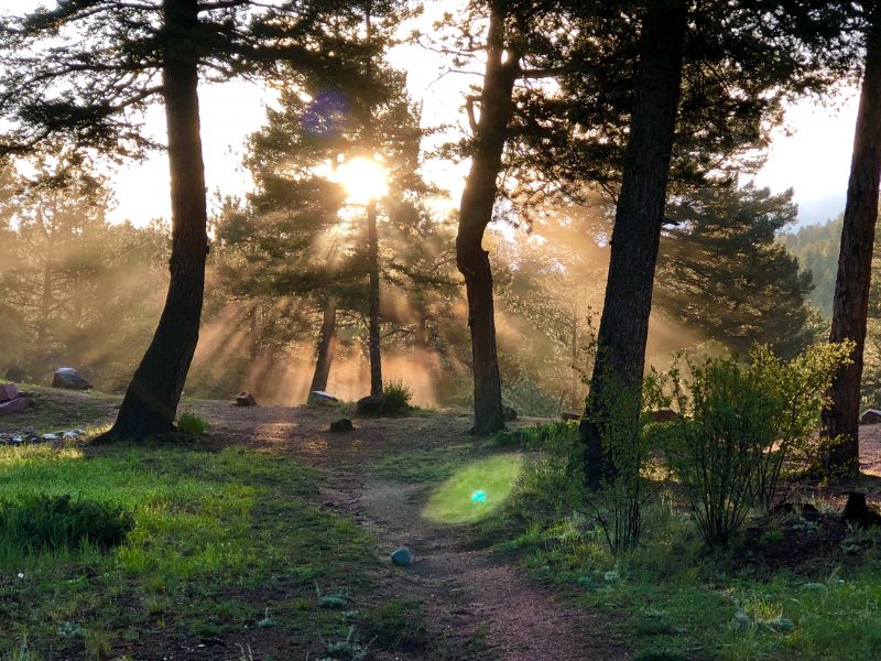 Path with green grass and trees with light coming from behind the trees