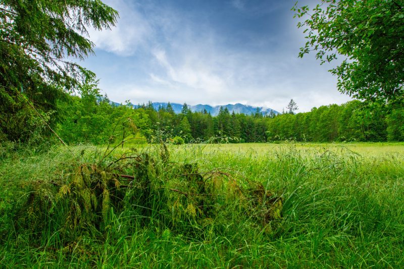 Grassy field with trees and blue sky and mountains in background